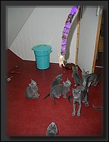 03 - Russisch Blauw Kittens Nicolaya's Cattery.JPG
